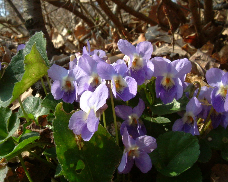 Viola reichenbachiana